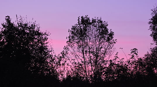 solnedgang, himmelen, trær, Horizon, Twilight