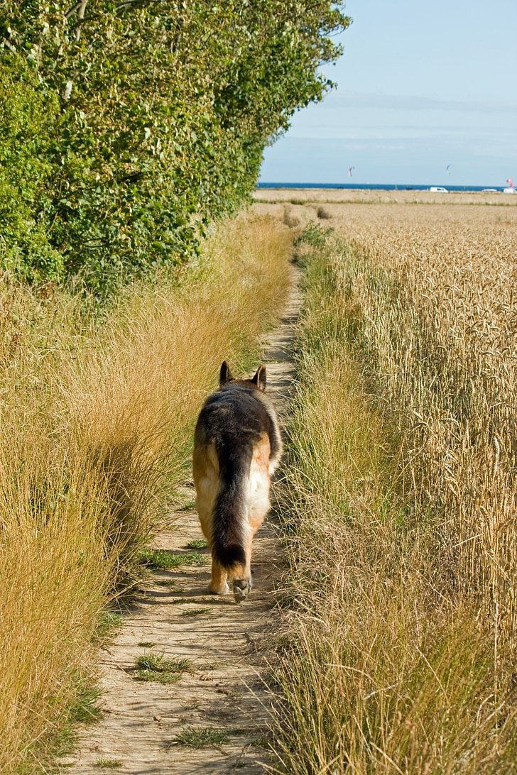 koer, Saksa lambakoer, Alsace'i, GSD, PET, looma, kõndimine