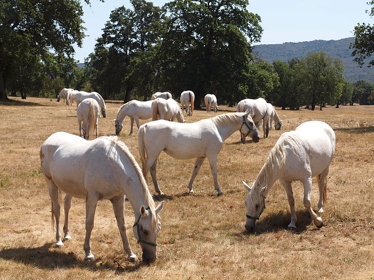 hester, hvit, hvite hest, feltet, natur, pen, equine