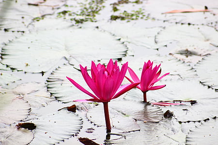 Lotus, růžová, Lotus barvy, Růžový lotos, Bua ban, voda, vodní rostliny