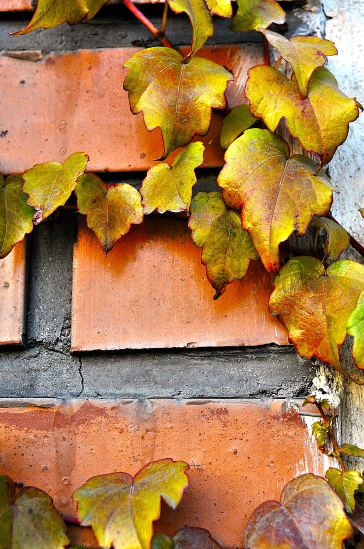 automne, l’automne, Hedera helix, mur, brique, bord, Araliaceae