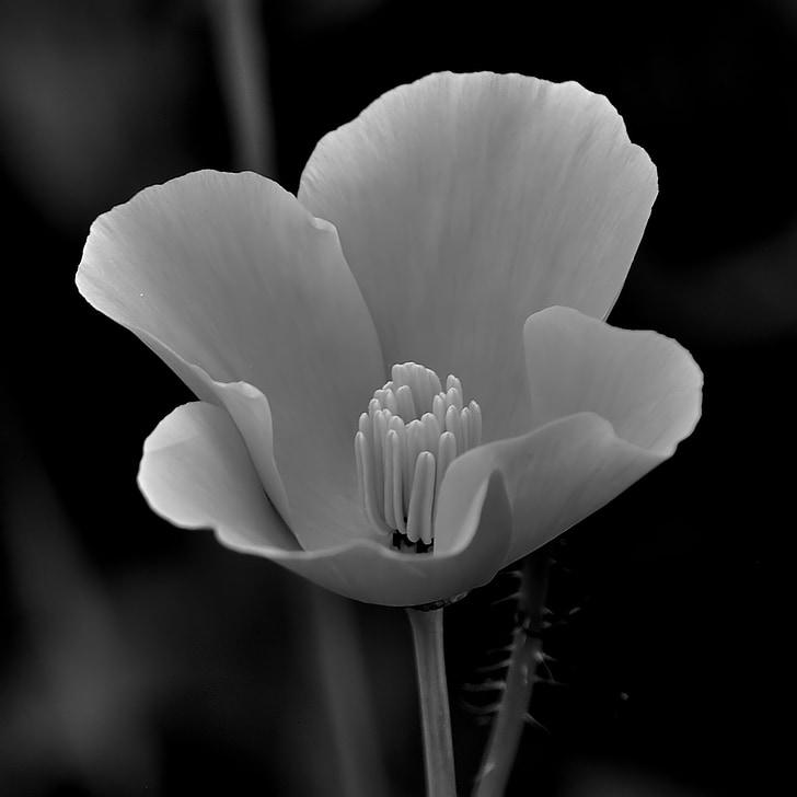 квітка, чорно-біла, білий, чорний, Квіткові, Природа, Красивий
