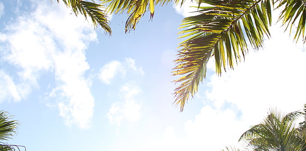 Palm, дърво, тропически, природата, пътуване, пейзаж, Грийн
