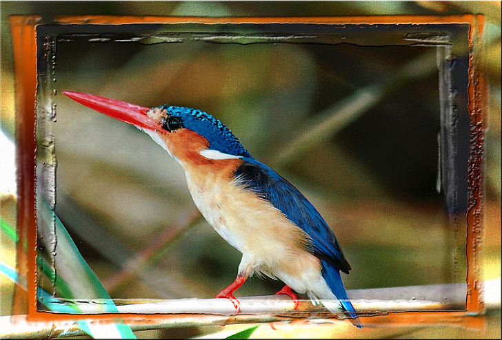 colorido, pájaro, animal, Namibia, África, con plumas, enmarcado