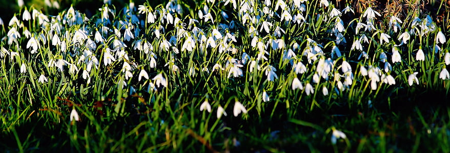 Galanthus, flores, Blanco, naturaleza, flores de primavera, signos de la primavera, Prado