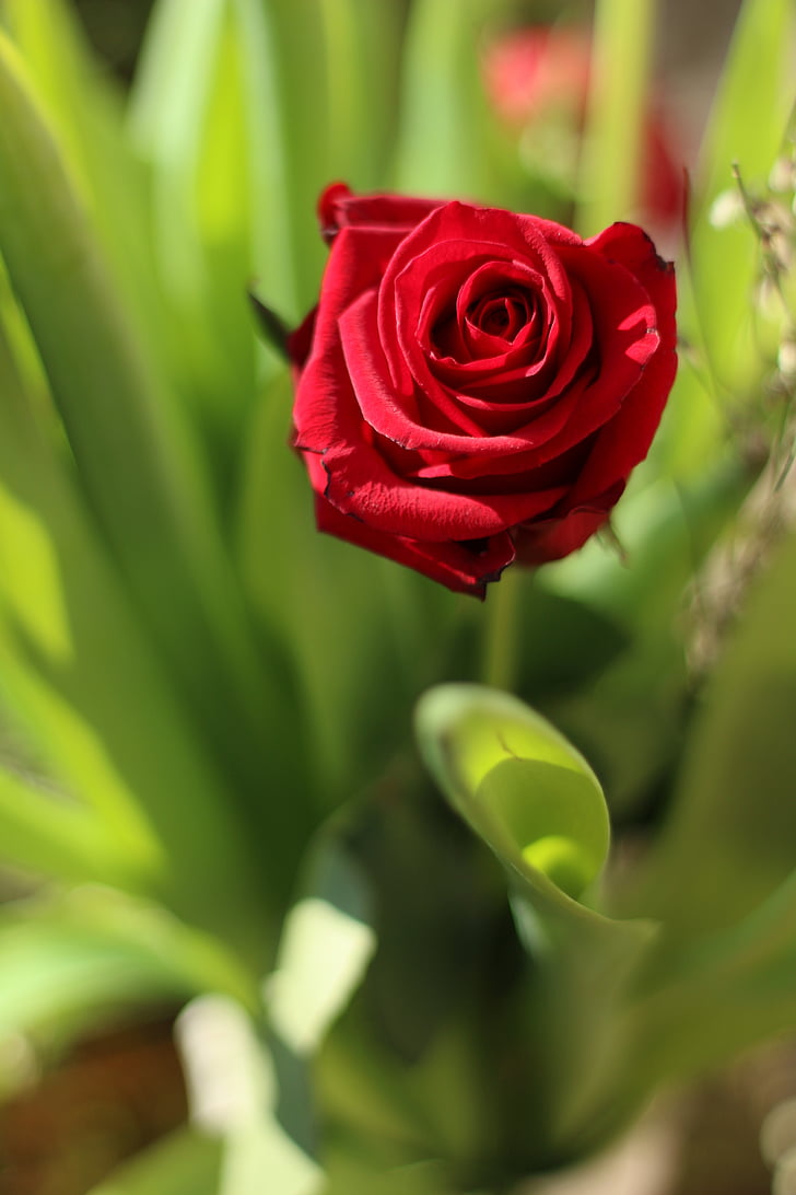 Rosa, flor, vermell, natura