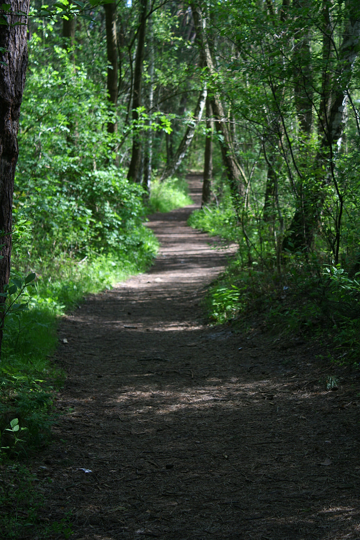 manier, het pad, bos, Trail, boom, natuur, landschap