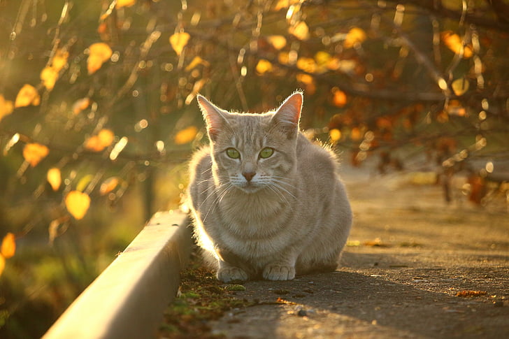 kucing, musim gugur, dedaunan jatuh, cahaya malam, anak kucing, warna musim gugur