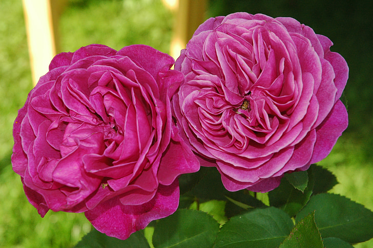 Rosa, Rosa de jardí, flors roses, rosa vermella, natura