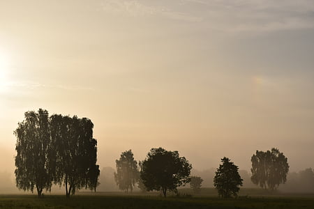 sabah sis, sis, manzara, doğa, gündoğumu, mysthisch, ağaçlar