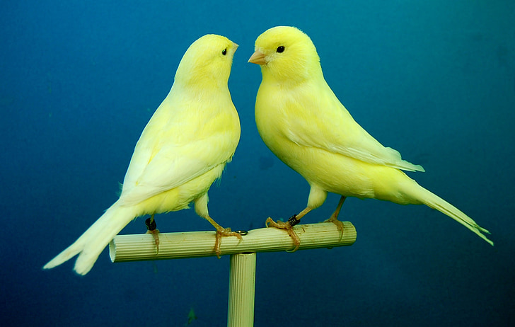 canaries, yellow, aviary, bird, animal, nature