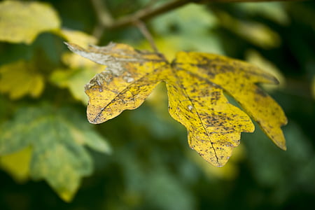otoño, caída, hojas, naturaleza, Fondo de hojas de otoño, Fondo otoño, hoja