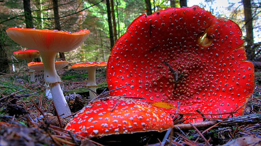 Fly agaric, paddestoel, bos, natuur, paddenstoel Vliegenzwam rood