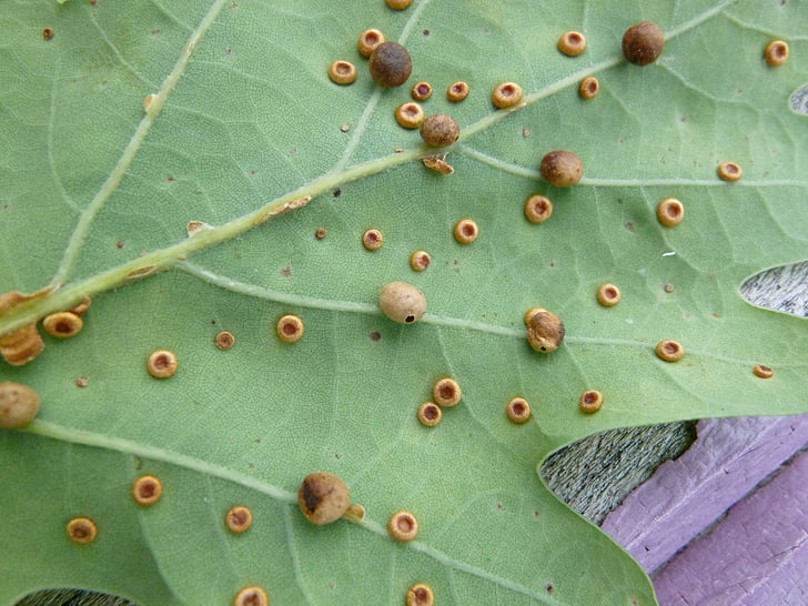 plant galle, pest, cynips divisa, light numismalis, silk button bile, oriental chestnut gall wasp, insect