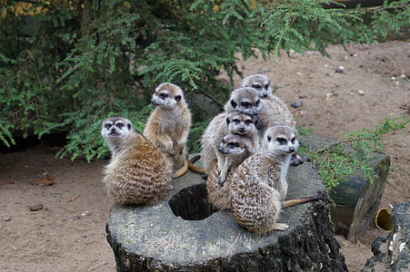 meerkat, 동물원, 자연, 동물, 호기심, 앉아, 보냅니다