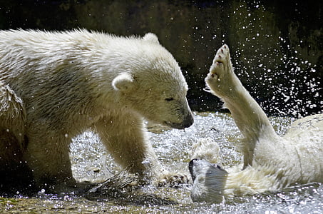 polar bears, polar bear children, polar, white, bear, play, water