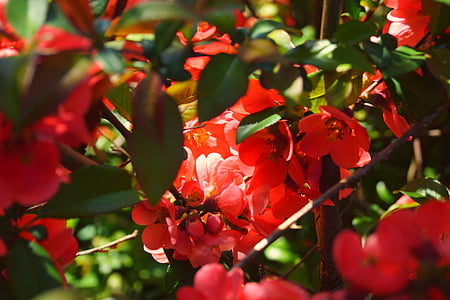 Feuer-Busch, Frühling, Blüte, Bloom, Blumen, in der Nähe, rot