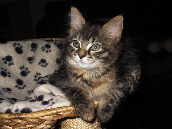 cute, breed cat, kitten