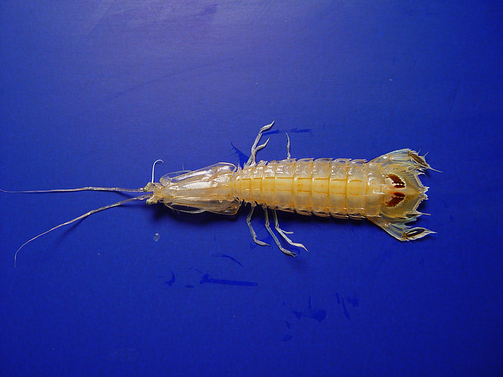 mantis shrimp, gulf of mexico, marine, crustacean, predator