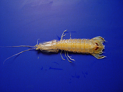 crevettes mantis, Golfe du Mexique, Marine, crustacé, Predator
