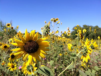 musim gugur, musim gugur, bunga matahari, langit biru, bidang, Kansas, kuning