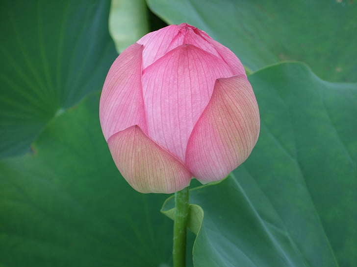 kwiaty, Lotus, OGA lotus, Natura, lotosu lilia wodna, roślina, lilia wodna