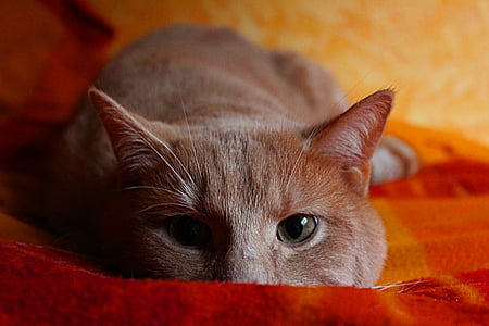 gatto, che si trova, ADIDAS, gatto domestico, sfacciato, occhi di gatto, fronte del gatto