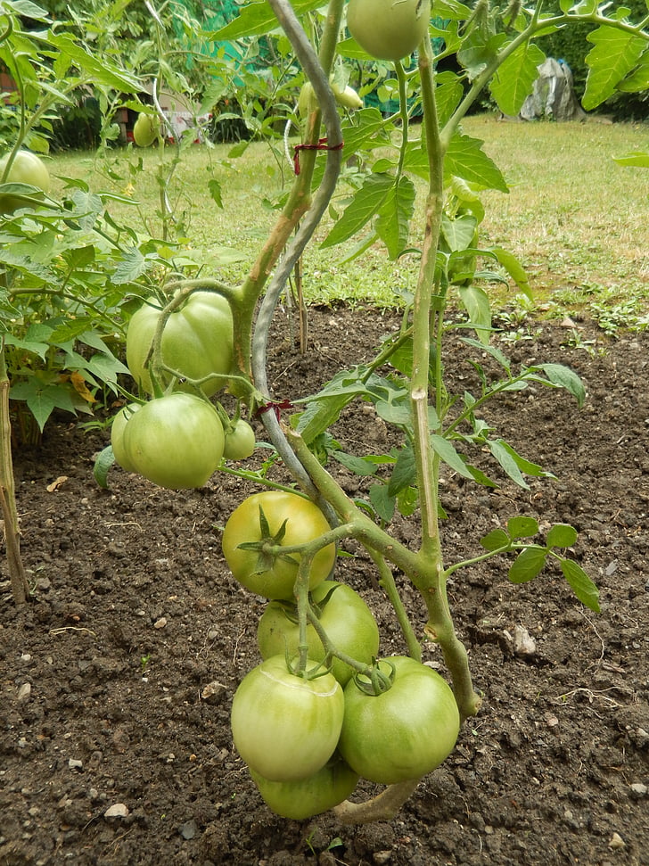 domates, Bahçe, Gıda
