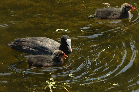 coot, bird, waterfowl, young, feed, parents, water