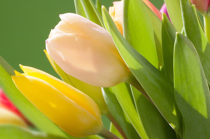 tulipes, bouquet, printemps, macro, nature, fleurs, schnittblume