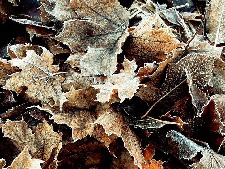 fall, dried, leaves, nature, plants, pile, autumn