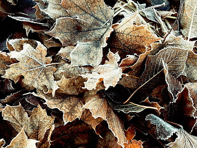 fallen, getrocknet, Blätter, Natur, Pflanzen, Stapel, Herbst