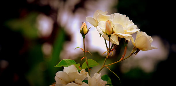 黄玫瑰, 花蕾, 夏季