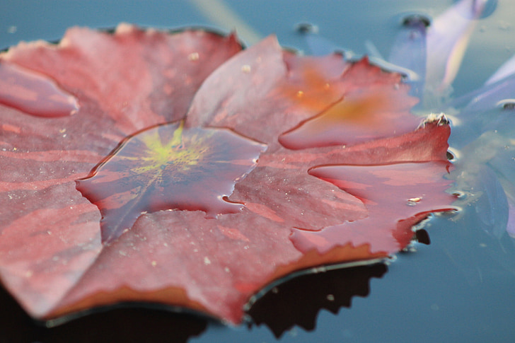 water lilly, leaf, water, pond, garden, aquatic, nature