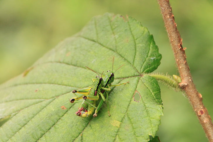 gresshopper, copulating, copulation, mating, insekter, sex, pest