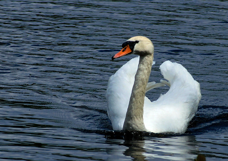 swan, water, bird, lake, water bird, white, elegant