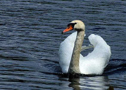 Swan, air, burung, Danau, burung air, putih, elegan