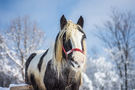 cheval, ferme, hiver, nature, animal, Ranch, rural