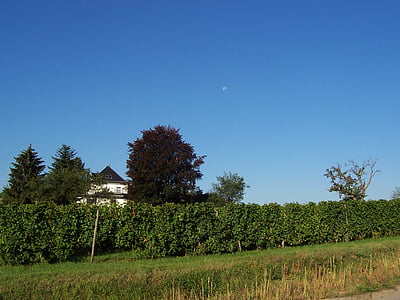 vingårdar, Heilbronn, landskap, naturen, träd, sommar, jordbruk