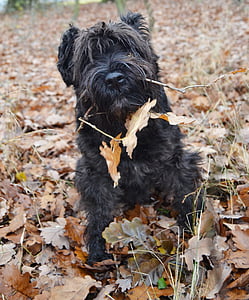 cão, Schnauzer, Outono, folhagem, cão preto, schnauzer preto, schnauzer miniatura