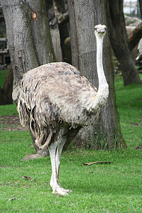ostrich, female, bird, wildlife, big, curious, neck