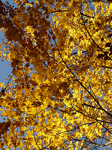 núi maple, Acer pseudoplatanus, Maple, Acer, cây rụng lá, mùa thu vàng, Ngày vàng