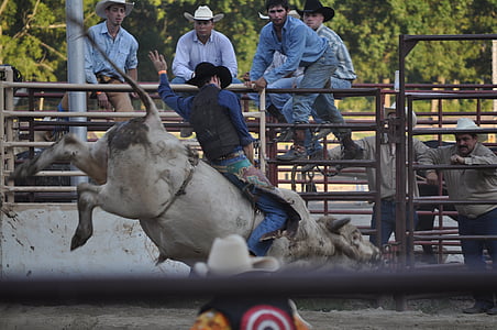Rodeo, Ranch, bucking, Cowboy, vestlige, Texas, reb