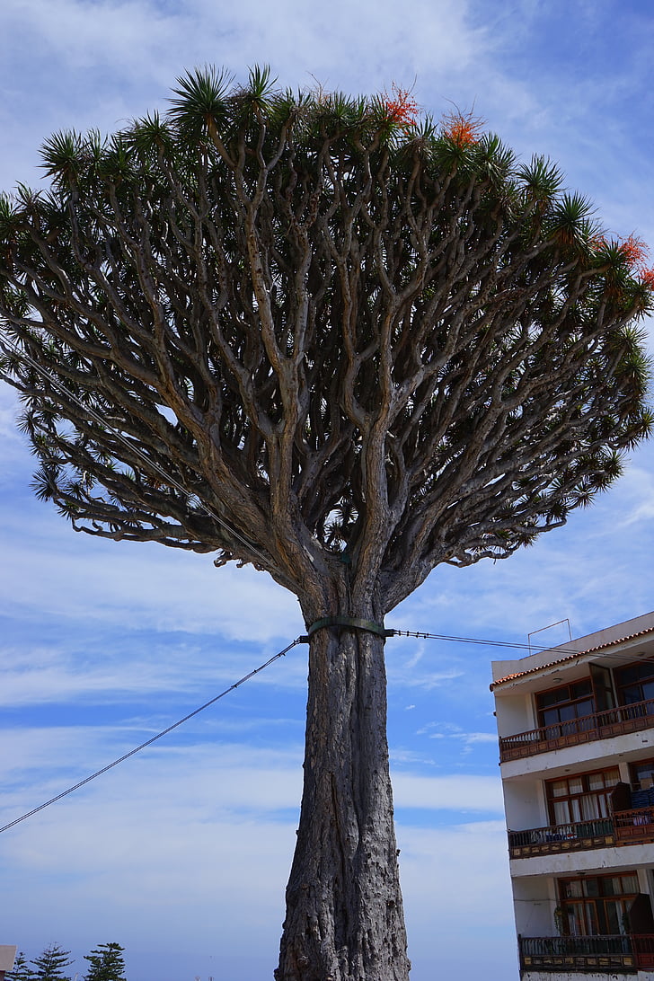 Canarische eiland dragon tree, ondersteuning, aanbinden, Dragon tree, Dracaena draco, kroon, boom