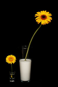 Hoa, Daisy, màu vàng, Studio, sữa, nước, phát triển