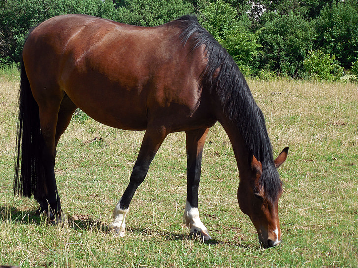horse, friendly, equestrian, graceful, pferdeportait, pasture, graze