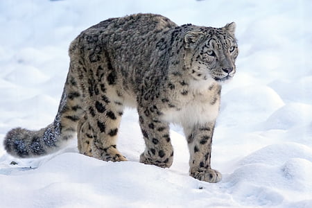 Snow leopard, Predator, mačka, ogrožena, sneg, divja mačka, Panthera uncia