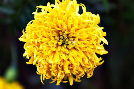 жовтий, квітка, Природа, цвітіння, відкритий, сезон, свіжі