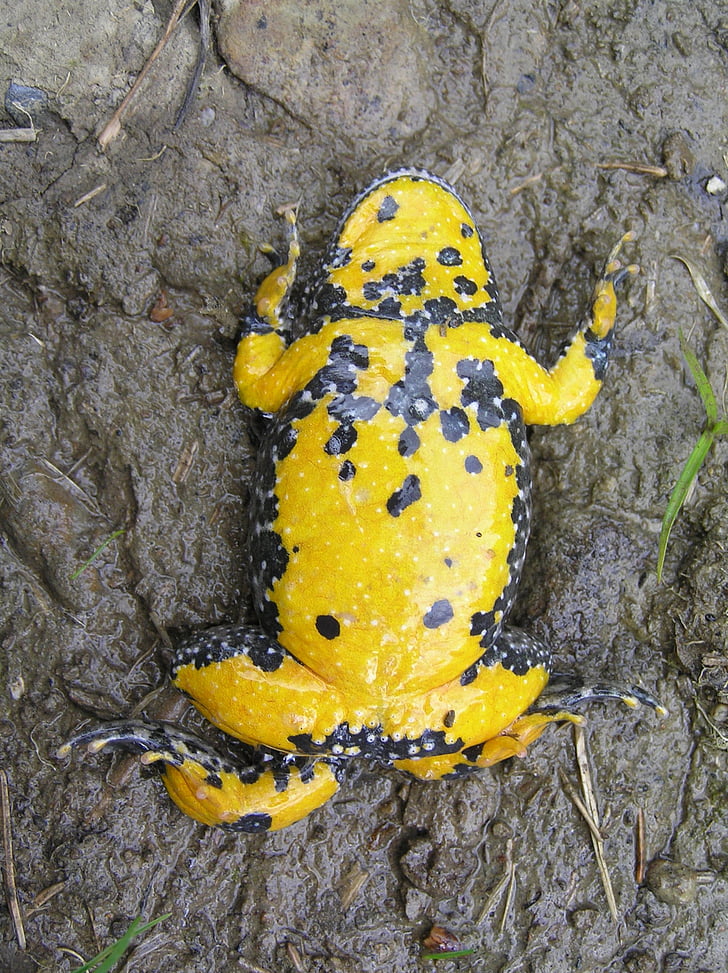amphibian, frog, water, yellow-bellied toad