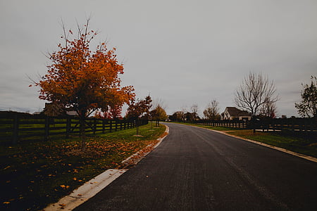 empty, road, autumn, leaves, path, fence, green